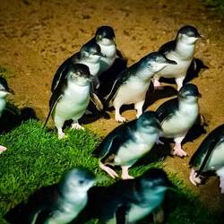 Little Blue Penguins ... photo not mine, but this is what we saw — Penguin Parade.