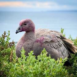 Cape Barren Goose @ the Noobies — Philip Island, VIC.