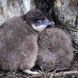 Once the adults came ashore, we saw Little Blue Penguin chicks like these begging to be fed.