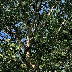 New white mangroves with termite nests attached