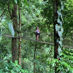 Way up in the canopy of the rainforest