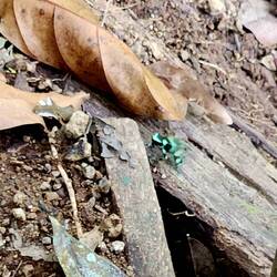 Colorful frog on the Rainmaker Trail