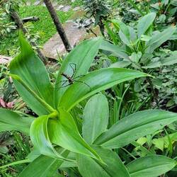 Ebenfalls goldene Webspinne