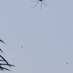 Die goldene Webspinne