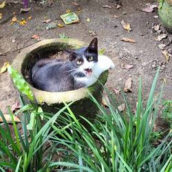 Interessante Topfpflanze