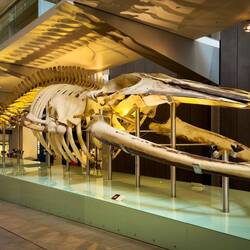Blue Whale — Melbourne Museum.