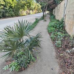 Die Trottoirs werden häufig um die Bäume herum gebaut...