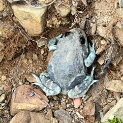 Ist mir im Trockenbereich über den Weg gelaufen und hat verzweifelt versucht sich zu verstecken