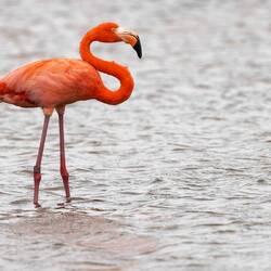 American Flamingo