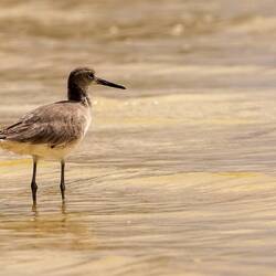 Willet