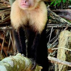 This was the monkey I got too close to😵