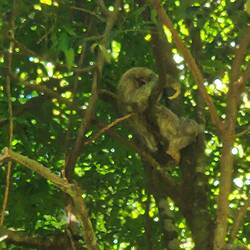 A sloth just lazing around!