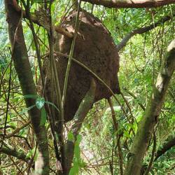 A giant termite nest