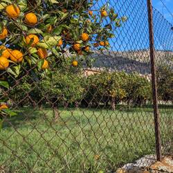 Oranges and lemons everywhere