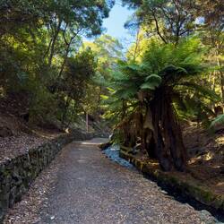 The path up to Oldaker Falls — Burnie, TAS.
