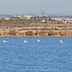 Et la famille de Jamón