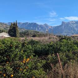 Walki g through orange groves