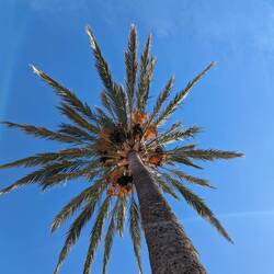 Looking up into a palm tree