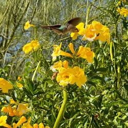 Ein Kolibri sucht Nektar