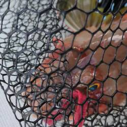 Grumpy old Gurnard (sound up for this!)