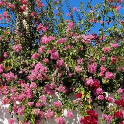 Bougainvillea in allen Farben