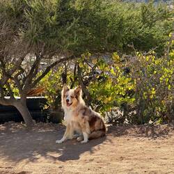 Und der Besitzter hat 4 tolle Hunde - wie Felan -