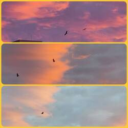 The birds in the changing colors of sunrise! 🥰