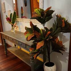 Our VRBO. Love the vibe. The hammock outside is calling