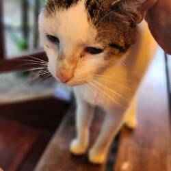 Our resident cat. We have asked the host for the cats name and if we can allow it to come inside