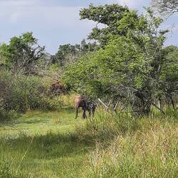 Dann doch: der erste kommt