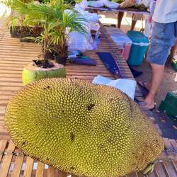 Durian ( eine Frucht )