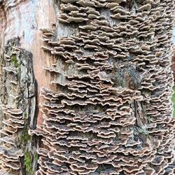 Fungal attack. Hmm...Good name for band