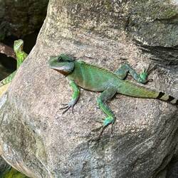 Lizzard habitat inside The Cocoon.