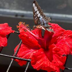 Just one of 15,000 free flying butterflies.