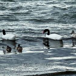 Schwarzhalsschwäne mit Babys