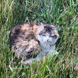 Die Mutzi vorm Fenster draußen