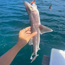 NZ spiny dogfish