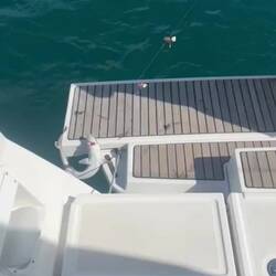 Baby shark do do do... Gurnard!