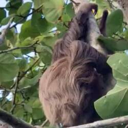 Incredible to.see how they move. They leave pharamones on the branches; poor eyes!