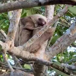 We got a nice view of the sloths face