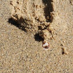 A lone seashell in the miles deep sand!