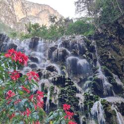 Wilder Weihnachtsstern