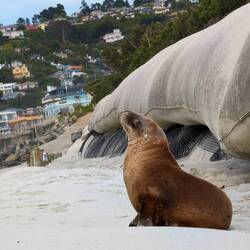 Sonnenbaden mit dem Seelöwe