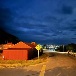 Blue Penguins Colony