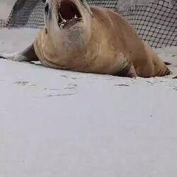 Er wollte nur kuscheln