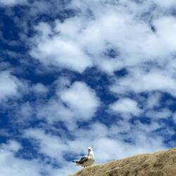 Hector, unser Freund und Begleiter