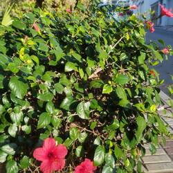 Straßen-Hecken-Pflanzen😉