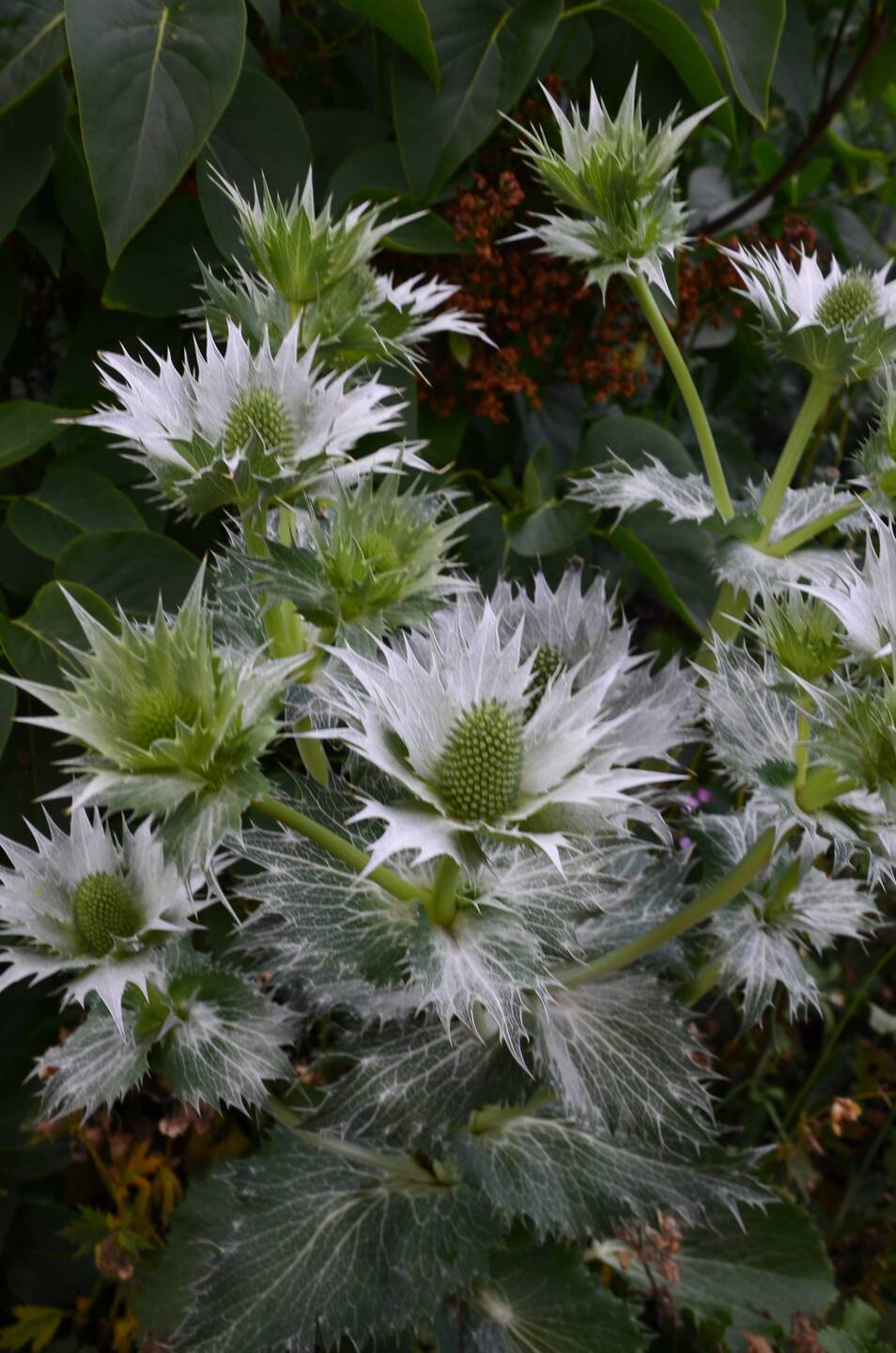die schottische Nationalblume - die Distel