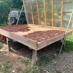 These beans were almost ready