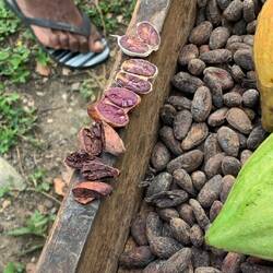 The beans closest to you are incredible tasting